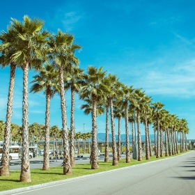 Find your perfect fit at The Courtney at Universal Boulevard a row of palm trees next to the road
